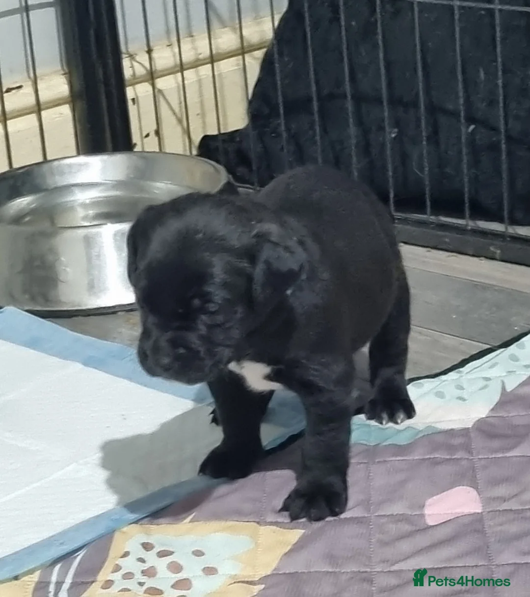 Mixed Breed dogs for sale: 3 xx Stunning Girls Left Staffador Puppies  - Advert 18