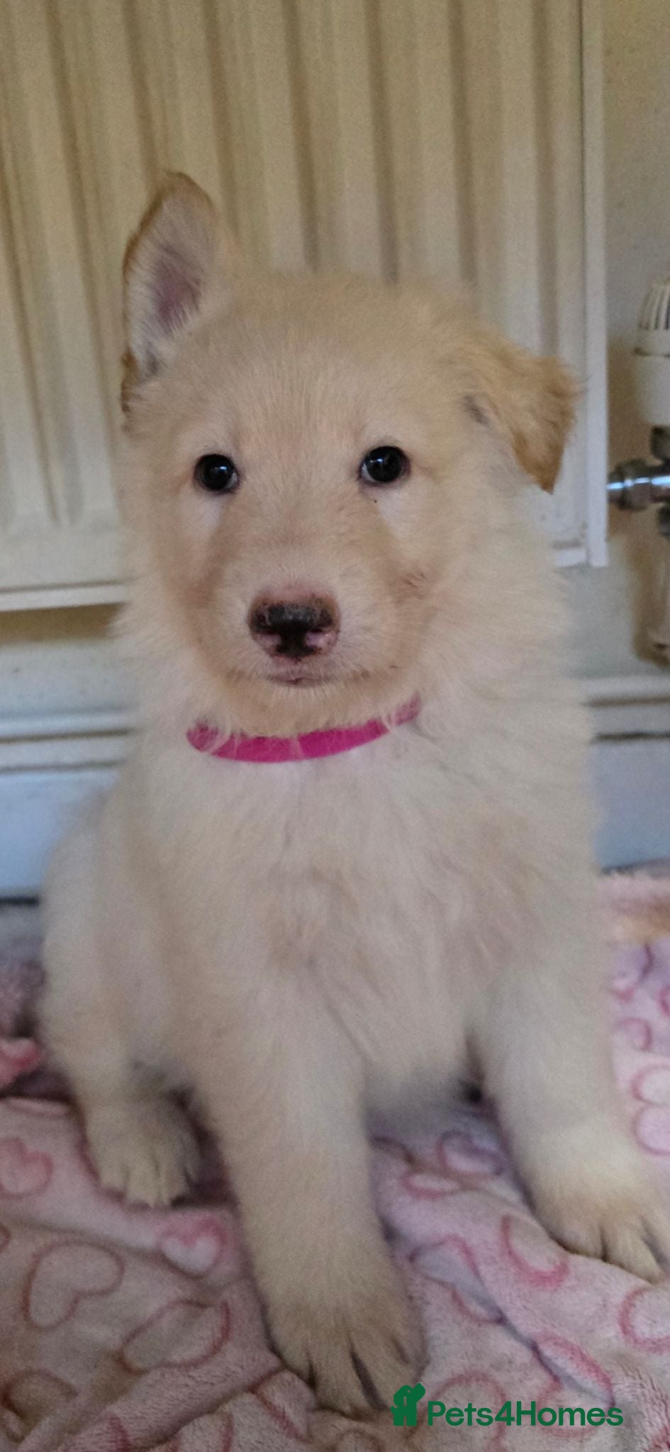 German Shepherd dogs 💕Lunas beautiful first litter 💕 - Advert 8