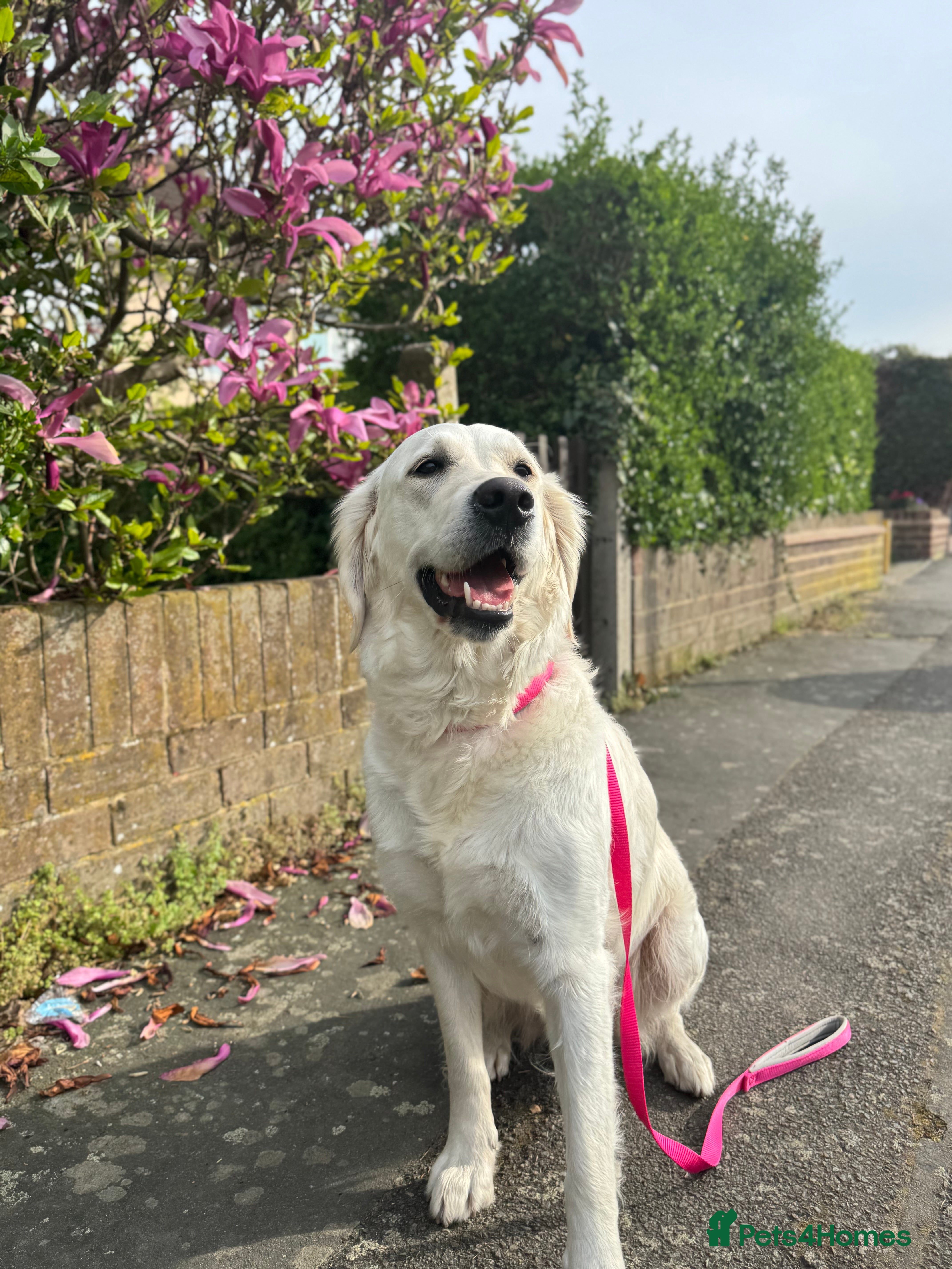 Goldador dogs Adorable White Golden Retriever x Labrador Pups  in Swanley - Advert 1
