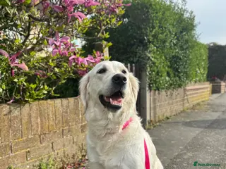 Goldador dogs Adorable White Golden Retriever x Labrador Pups in Swanley - Advert 1
