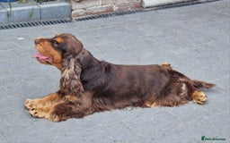 Cocker Spaniel dogs for sale: Stunning Quality Health Tested parents - Image 1
