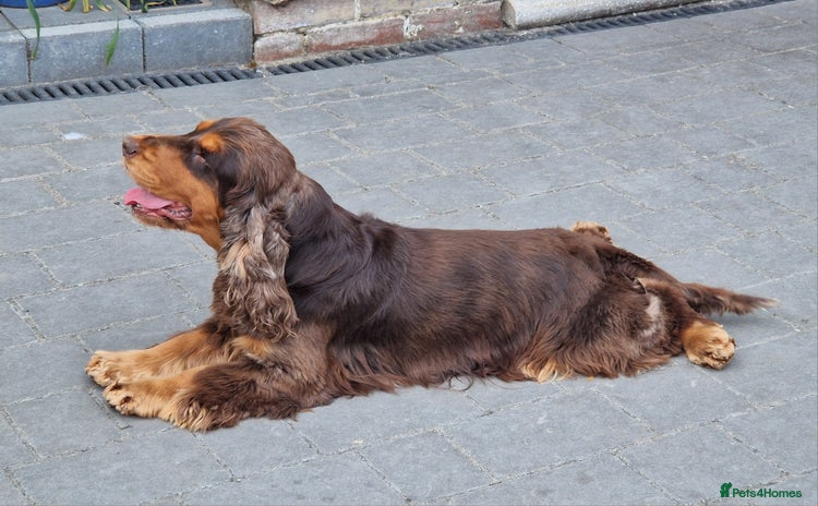 Cocker Spaniel dogs - Advert 1