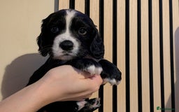 Cocker Spaniel dogs for sale: 🐾KC Reg- Working Cocker Spaniel DNA Tested 🧬 - Image 25