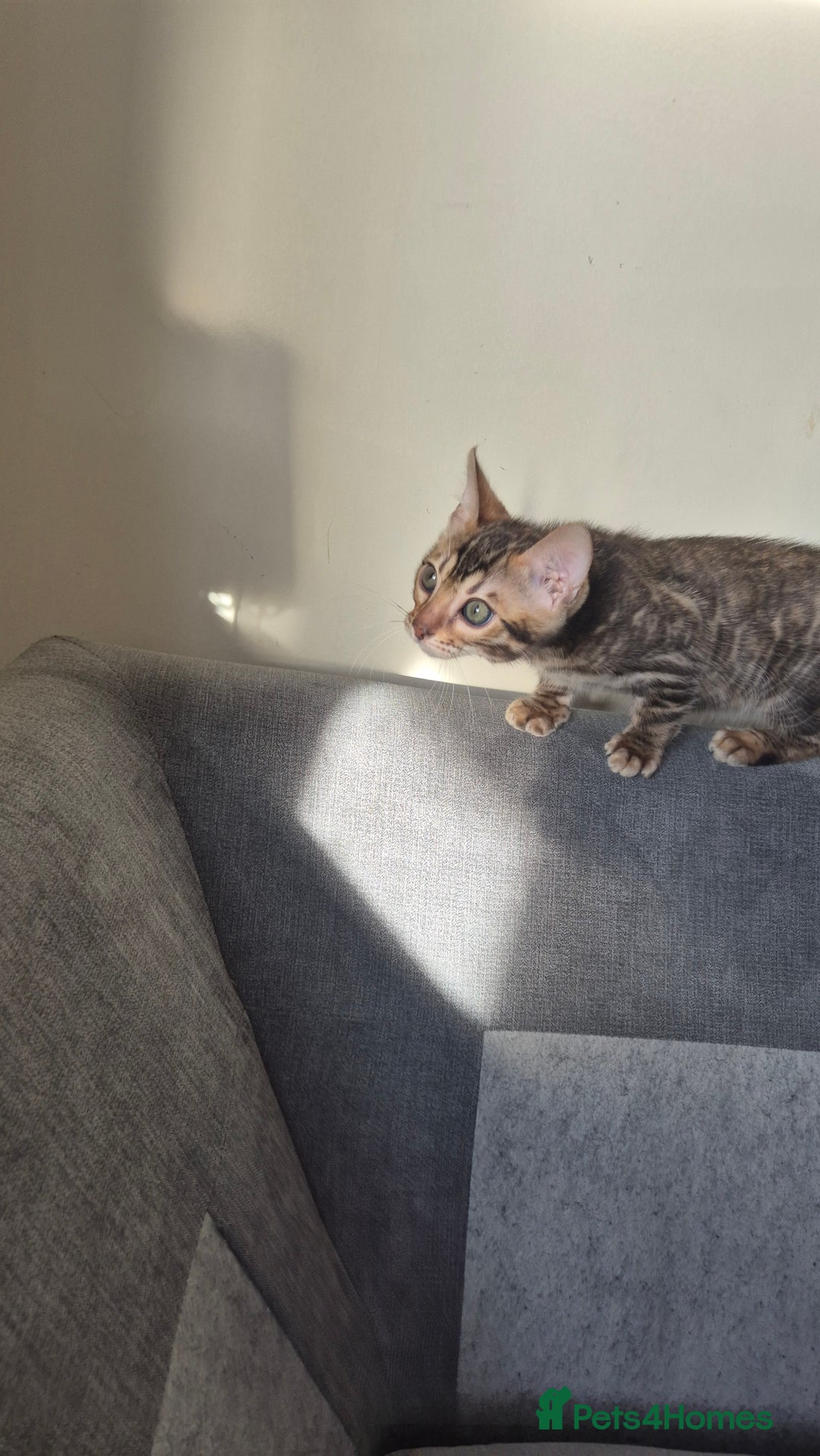 Bengal cats for sale: Beautiful bengal kittens... - Advert 9