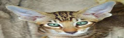 Siamese cats for sale: Stunning GCCF Siamese & Oriental Kittens - Advert 28
