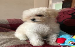 Shihpoo dogs for sale: shihpoo puppies for sale  - Image 21