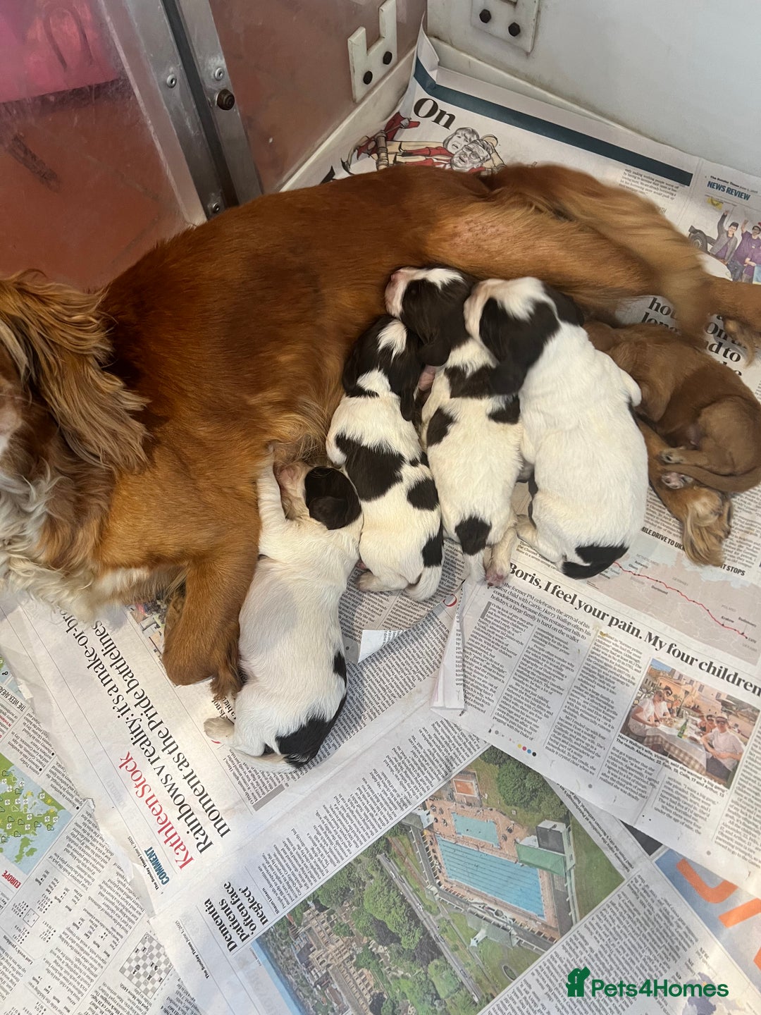 Sprocker dogs for sale: Lovely litter of Sprockers  - Image 6