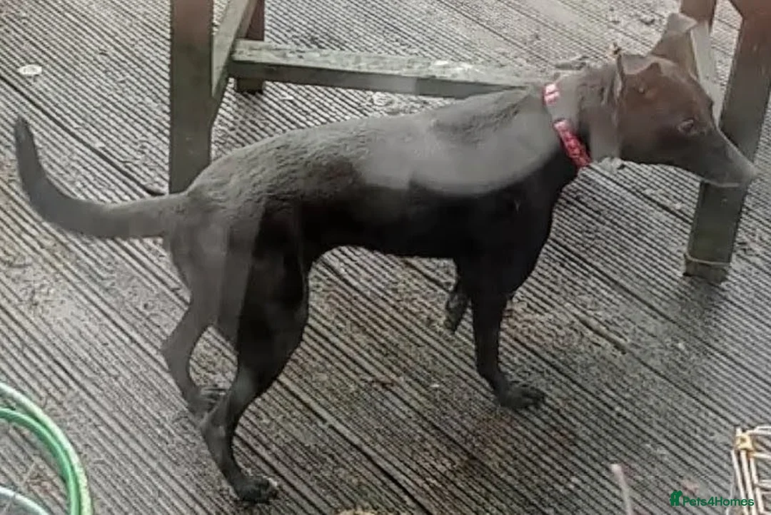 Mixed Breed dogs for sale: Luna - Whippador (new pictures & info on request) - Advert 3