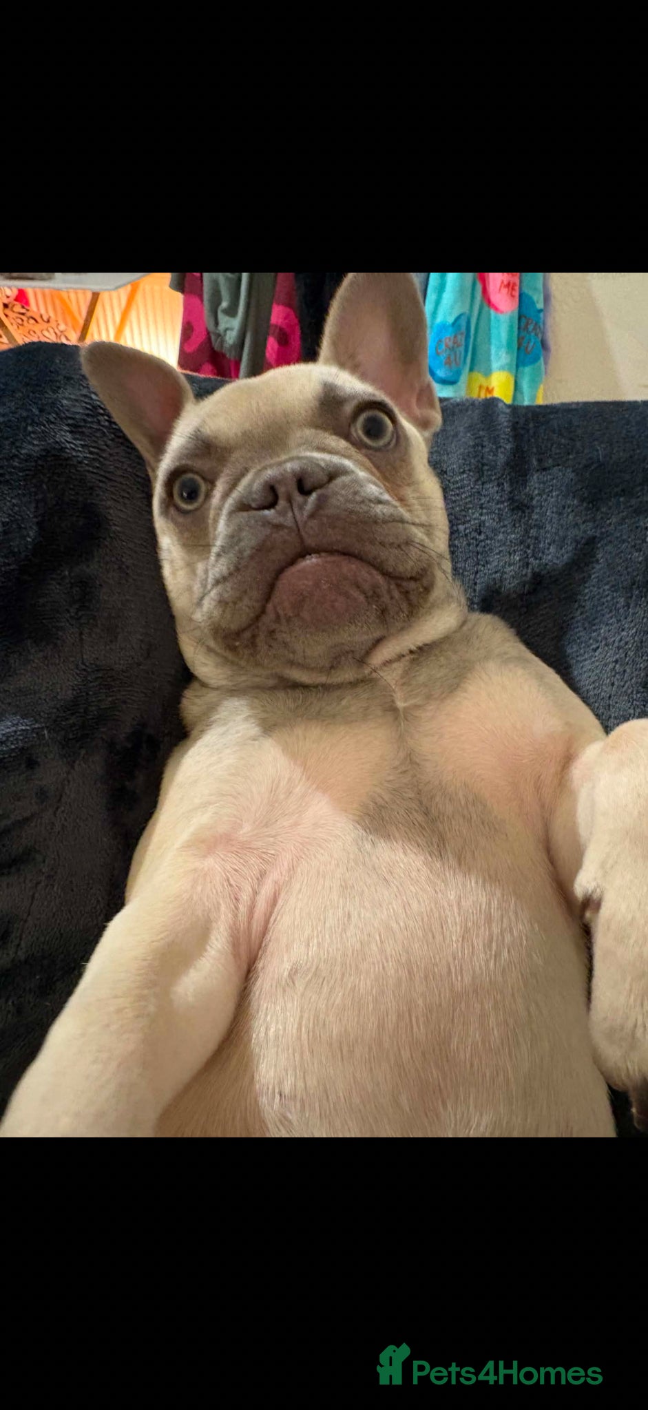 French Bulldog dogs 9 month old French bull dog  - Advert 1