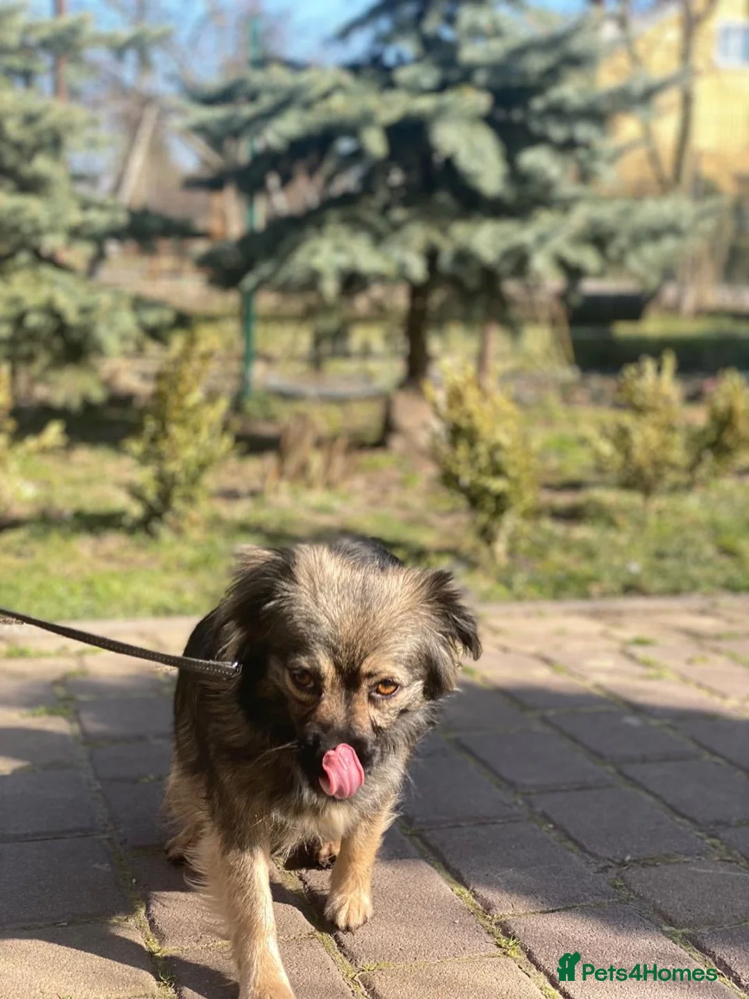 Mixed Breed dogs for adoption: ❤️🐶 MILLIE – THE LITTLE HEAD THAT FINDS YOUR HAND in Burton-on-Trent - Advert 14