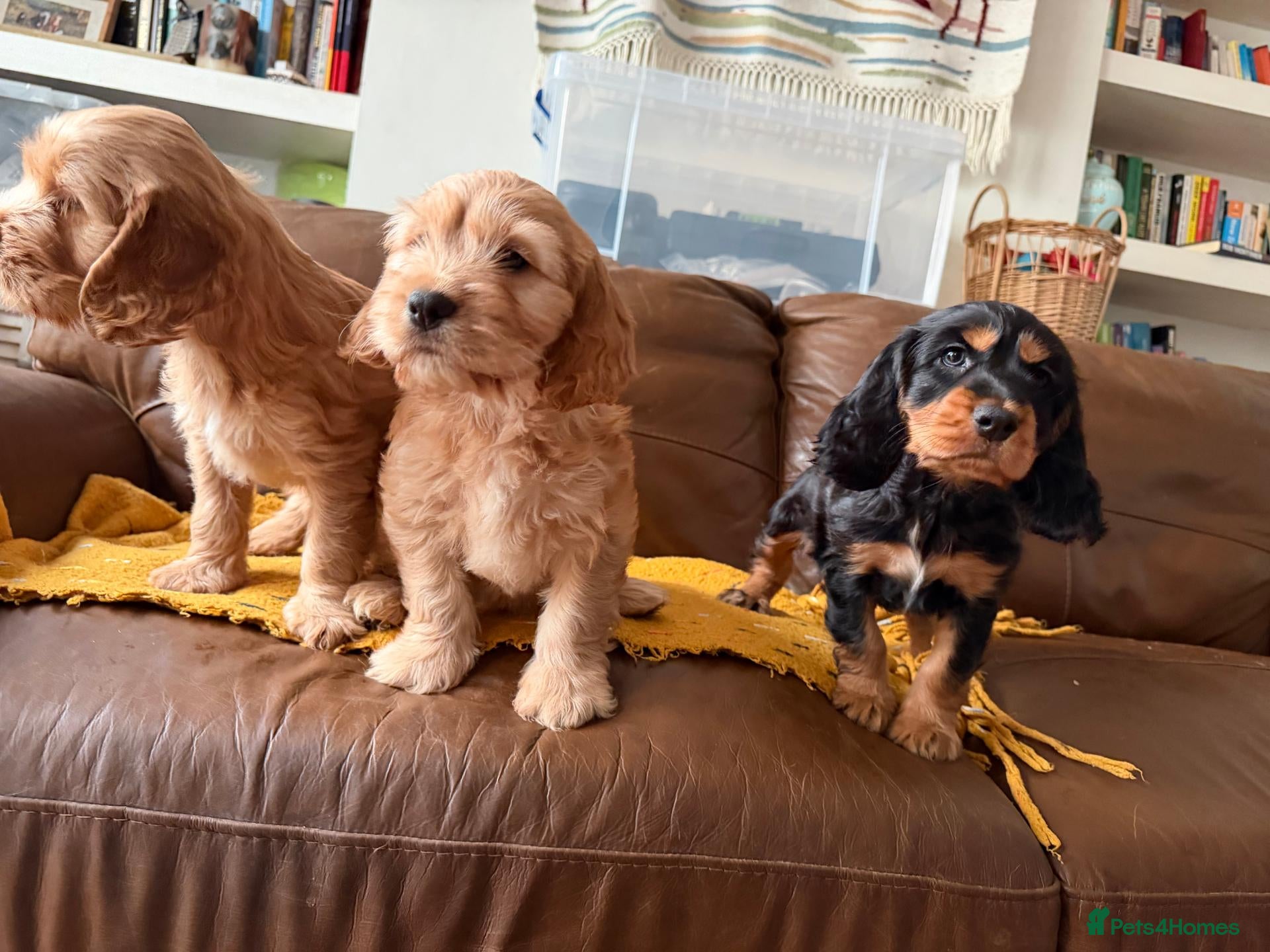 Cockapoo dogs Stunning Cockapoo F1 puppies  - Advert 2