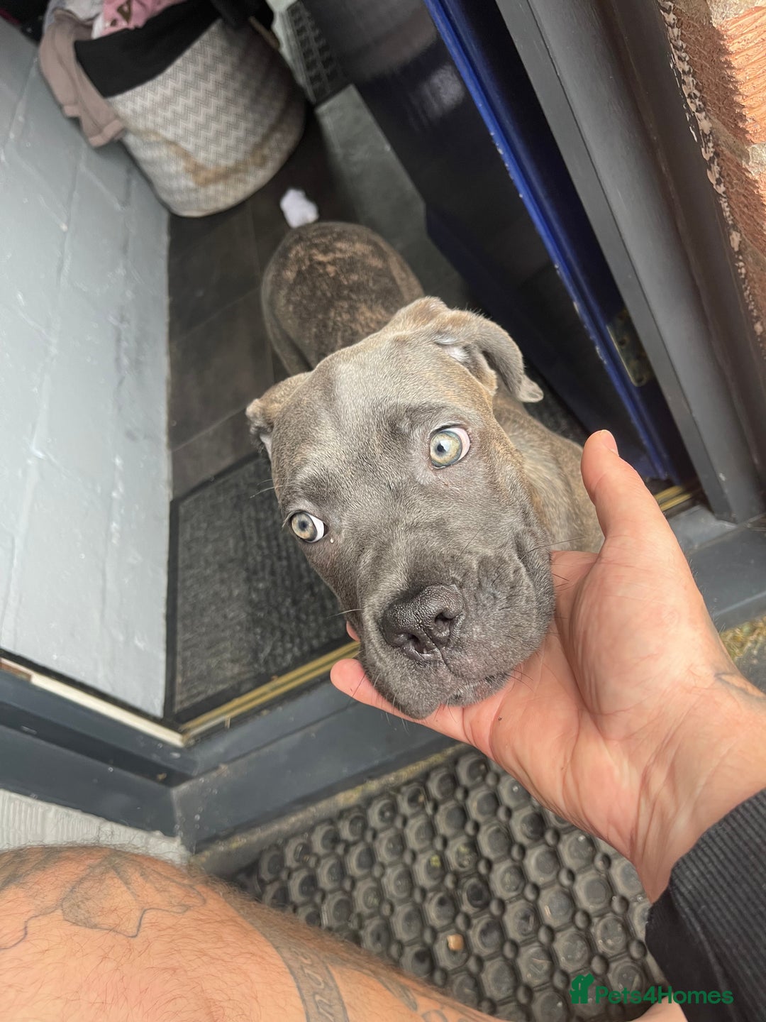 Cane Corso dogs for sale: Cane corso - Image 2