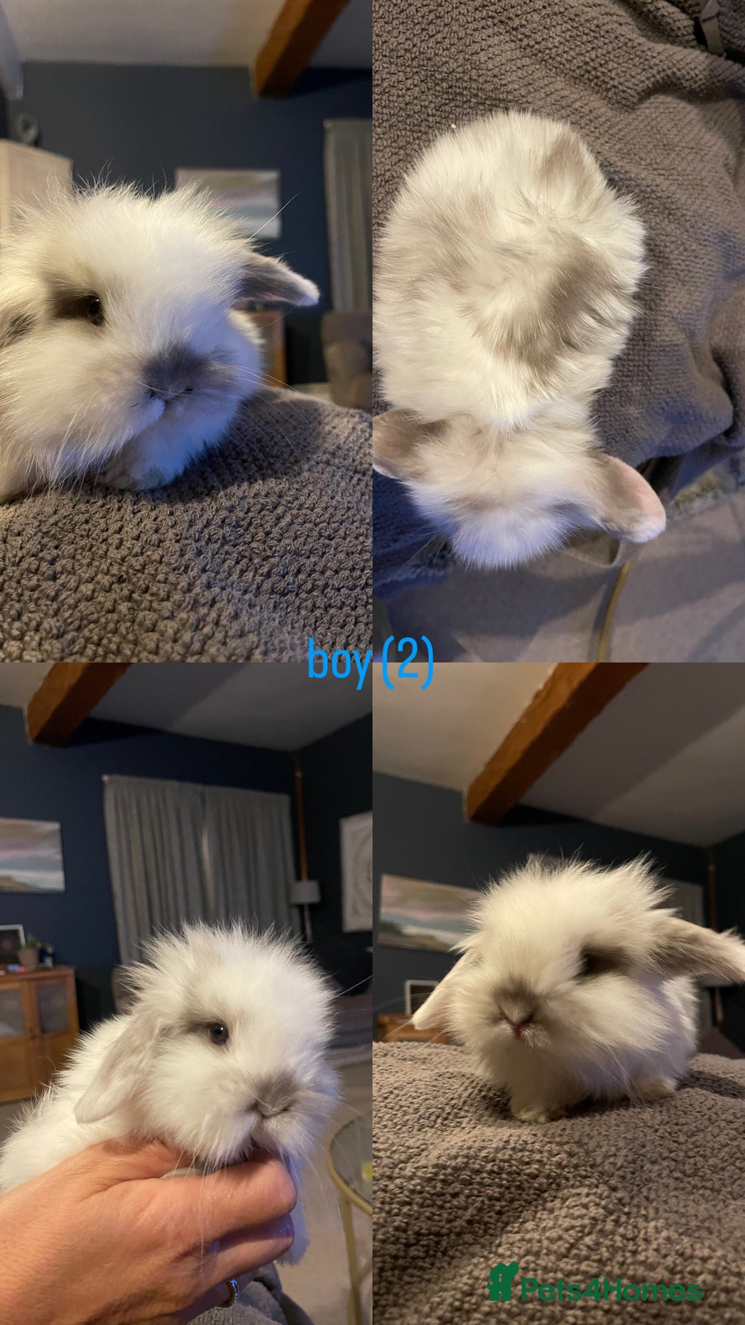 Mini Lop rabbits for sale: HAND-RAISED, FLUFFY AND FRIENDLY BUNNYS FOR SALE🥰 - Image 3