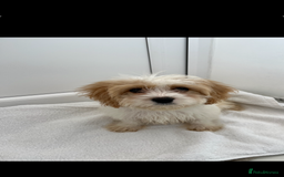 Cavapoo dogs for sale: Extensively health tested puppies - Image 2