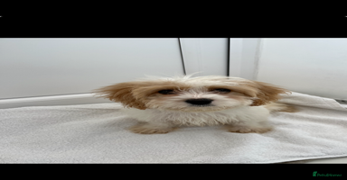 Cavapoo dogs - Advert 4