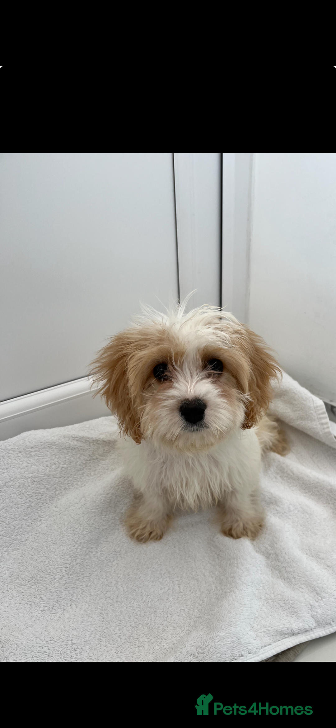 Cavapoo dogs for sale: Extensively health tested puppies - Image 2