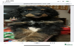 Cavapoo dogs for stud: Cavapoo Male - Image 4