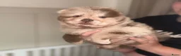 Chow Chow dogs for sale: 🐾BEAUTIFUL CHOW CHOW PUPPIES🐾 - Advert 1