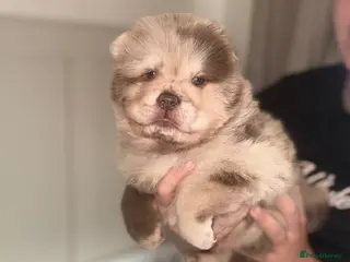 Chow Chow dogs 🐾BEAUTIFUL CHOW CHOW PUPPIES🐾 - Advert 2