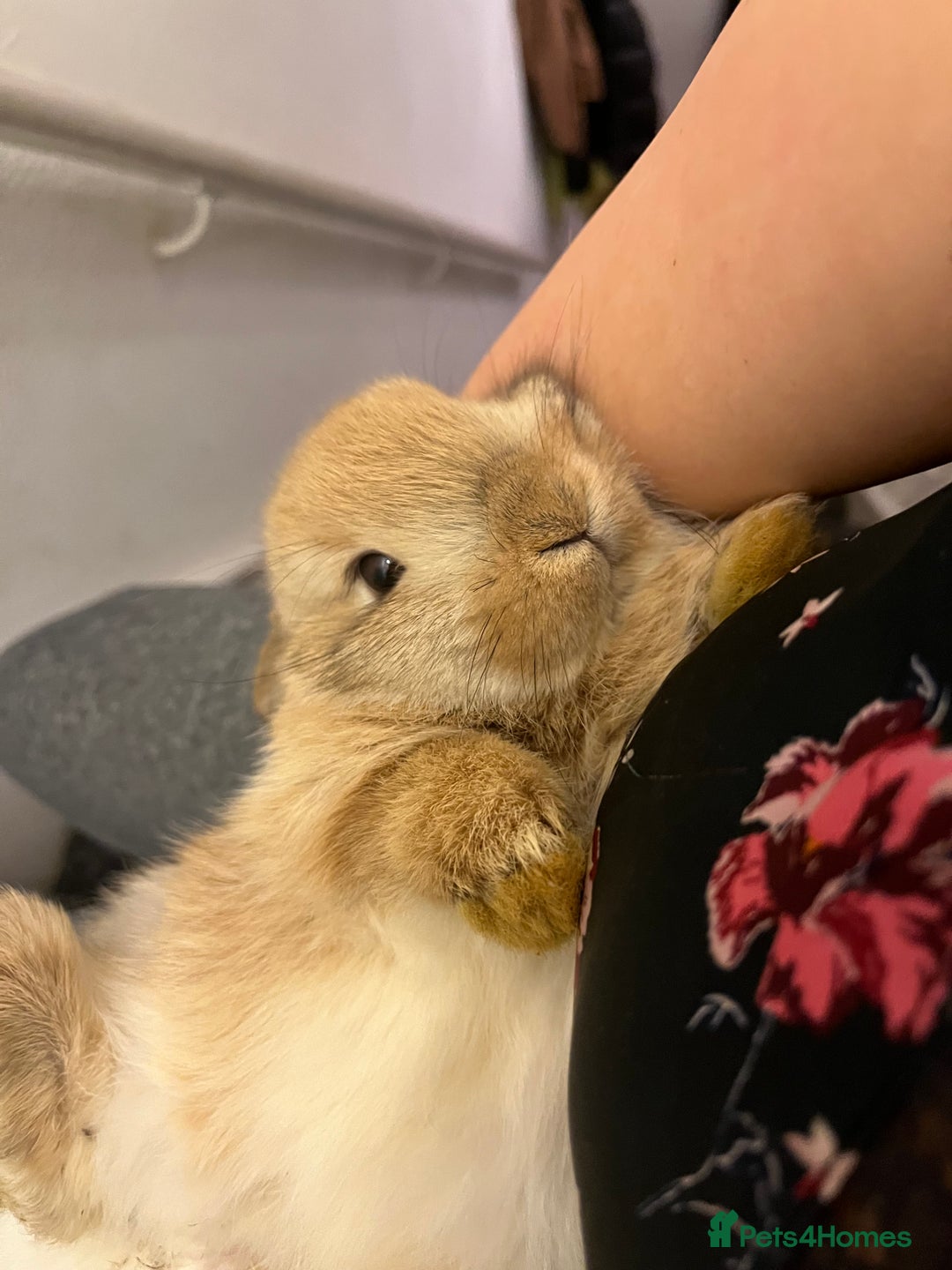 French Lop rabbits for sale: Little bunny’s  - Advert 9