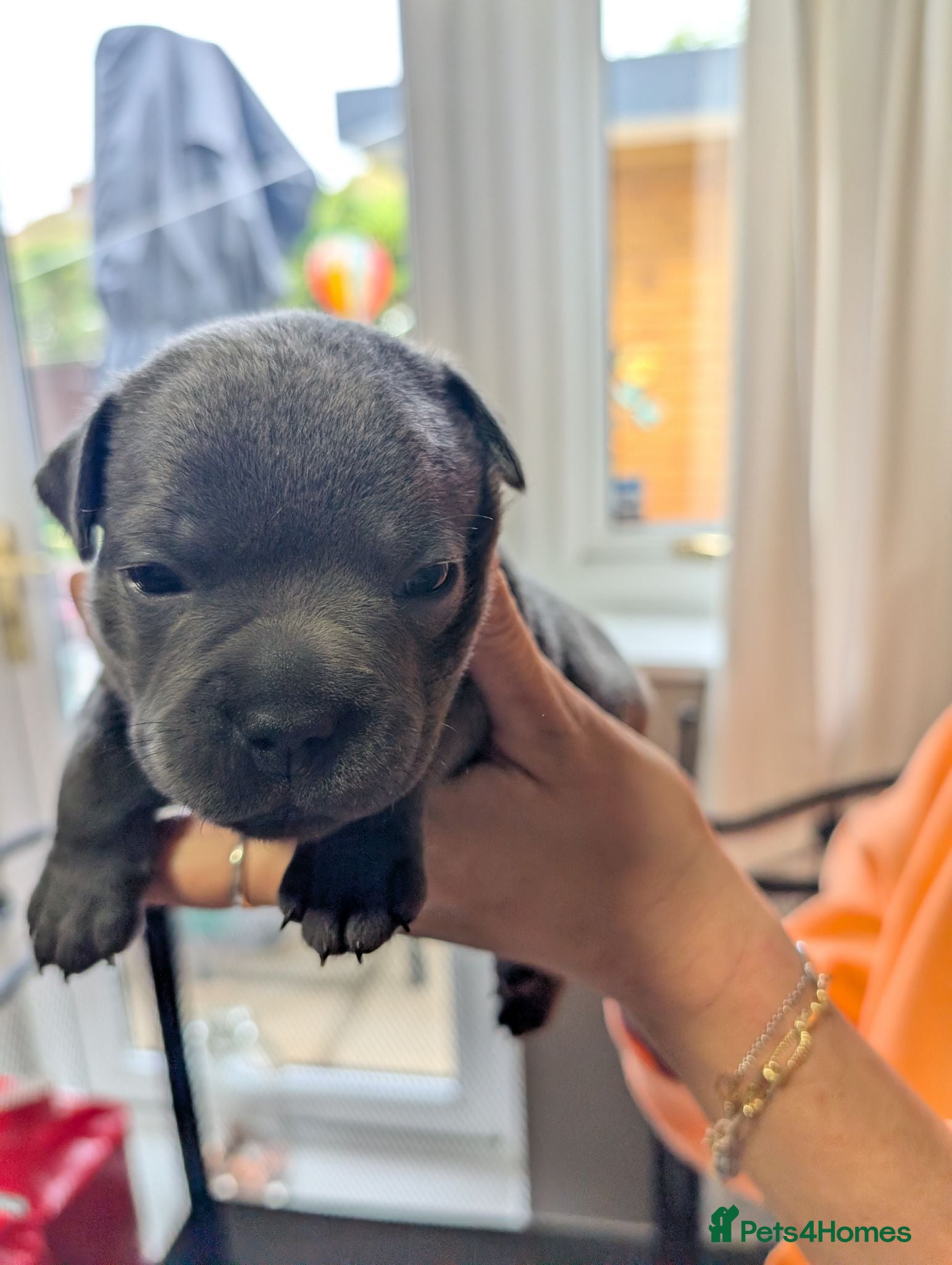 Staffordshire Bull Terrier dogs KC REGISTERED Staffordshire Bull Terrier - Advert 2