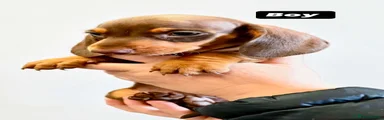 Dachshund 7