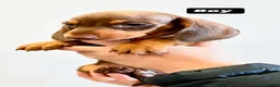 Dachshund dogs for sale: Dashound puppies  - Advert 11