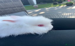 Lionhead rabbits for sale: 7 Beautiful double mane Lionhead Bunnies  - Image 5
