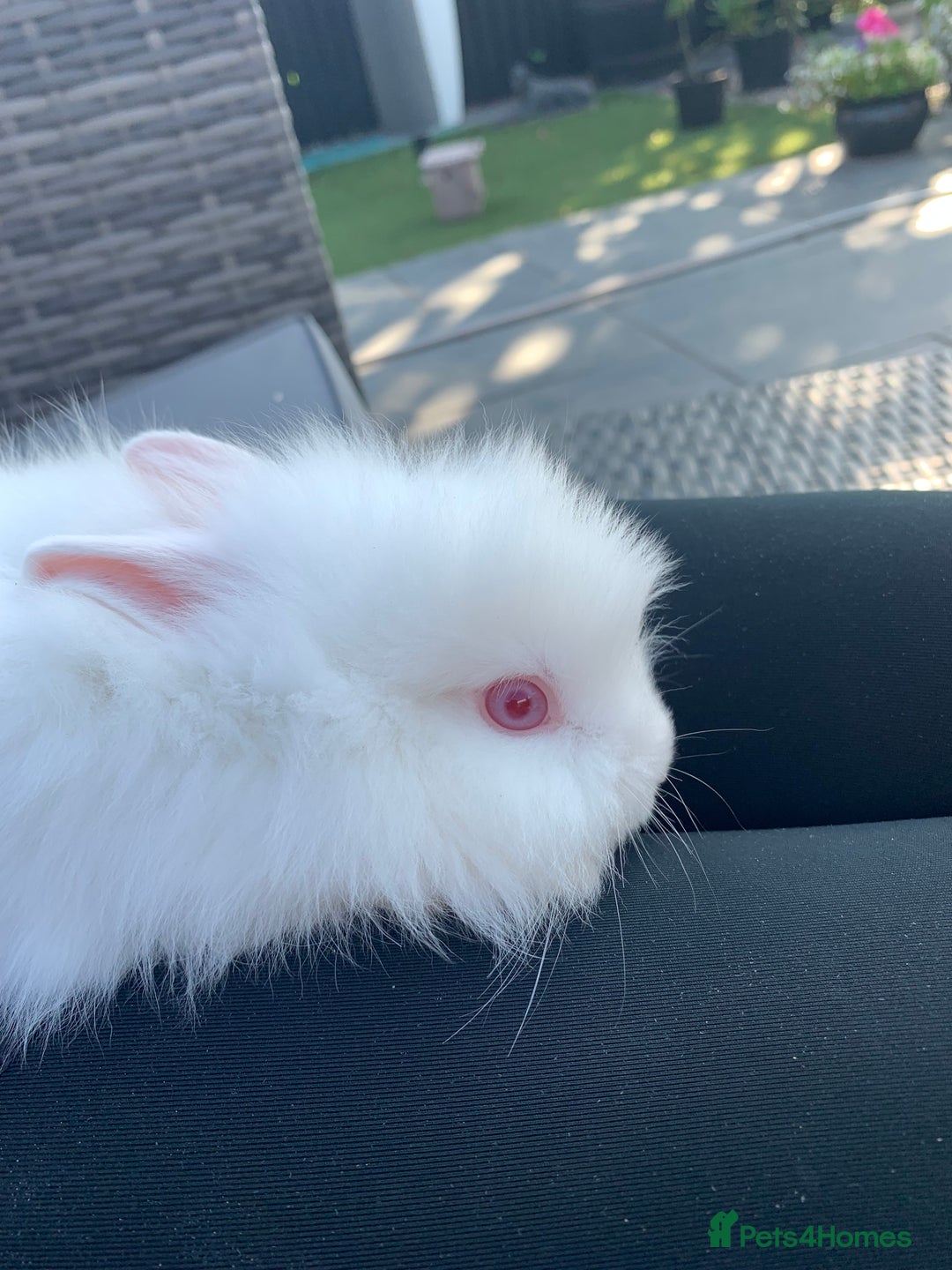 Lionhead rabbits for sale: 7 Beautiful double mane Lionhead Bunnies  - Image 5
