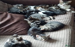 Mixed Breed cats for sale: Kittens for sale in Daventry - Image 2