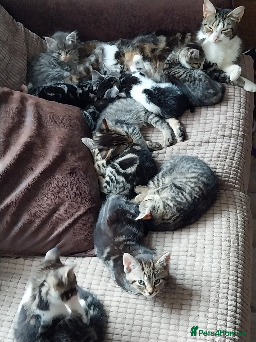 Mixed Breed cats for sale: Kittens for sale in Daventry - Image 2