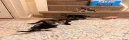 Mixed Breed cats for sale: 5 beautiful kittens  - Advert 2