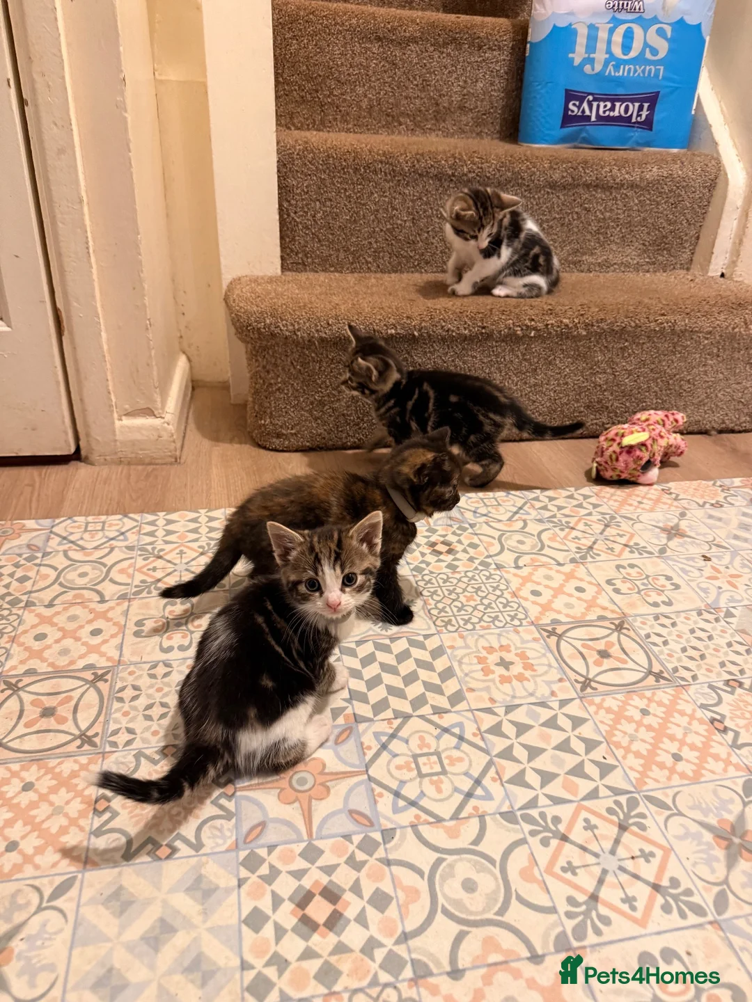 Mixed Breed cats for sale: 5 beautiful kittens  - Advert 2