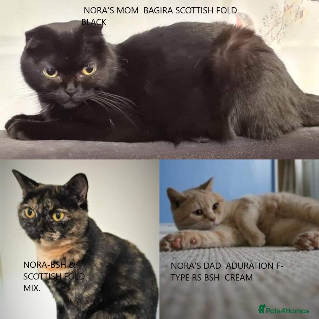 Mixed Breed cats for sale: For tortoiseshell cat lovers.Female.  - Advert 3