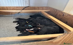Cocker Spaniel dogs for sale: Cocker Spaniel male left KC Registered Docked  - Image 14