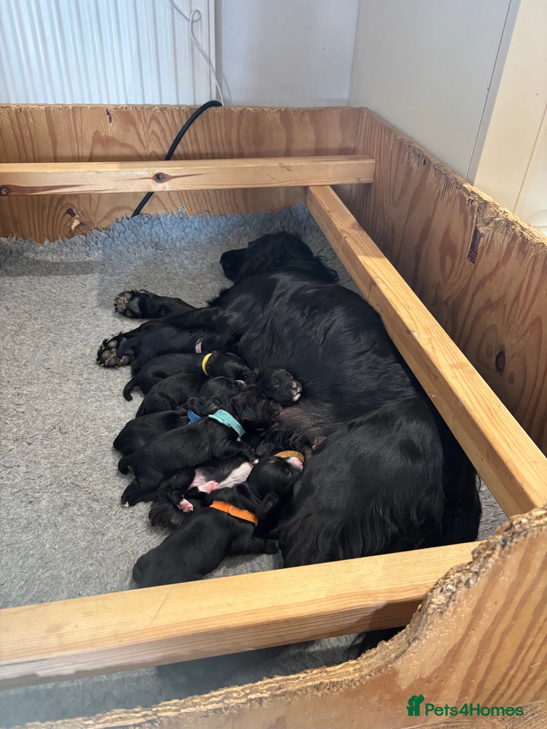 Cocker Spaniel dogs for sale: Cocker Spaniel male left KC Registered Docked  - Image 14
