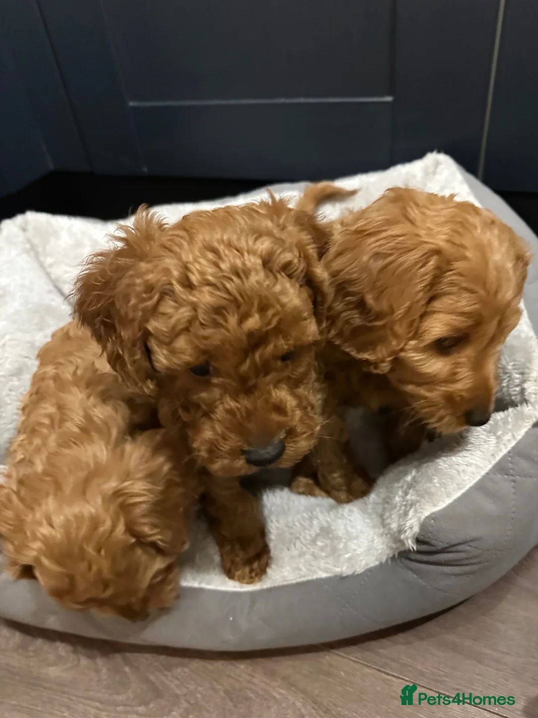 Cockapoo dogs for sale: Fox Red Stunning F2 Cockapoo  - Advert 6