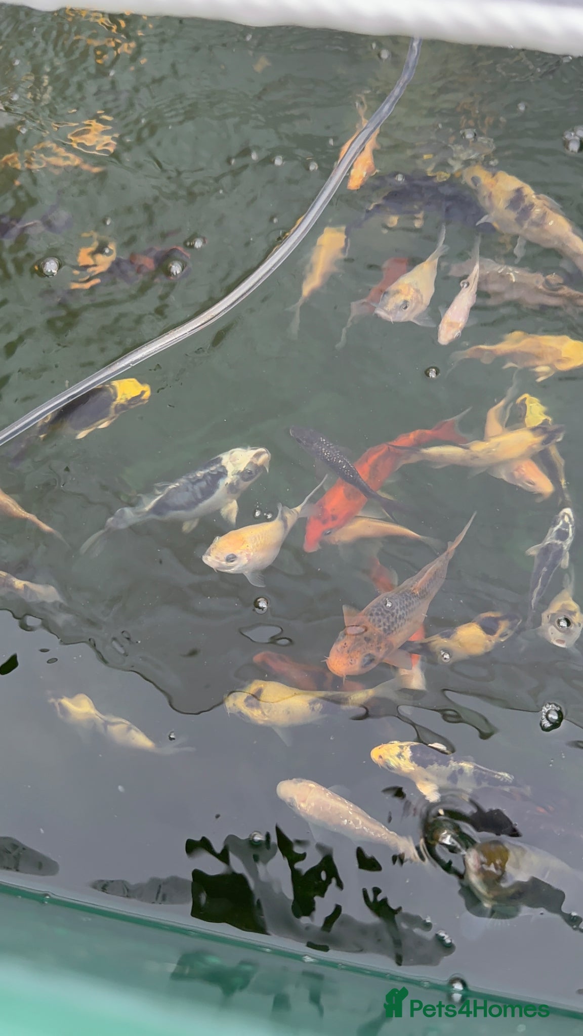 Koi Carp fish Koi carp - Advert 7