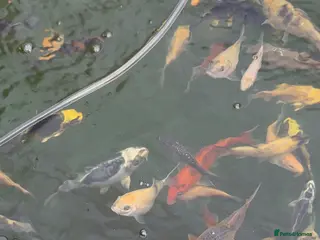 Koi Carp fish Koi carp - Advert 7