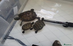 Turtle reptiles for sale: TURTLES FOR SALE - Image 14