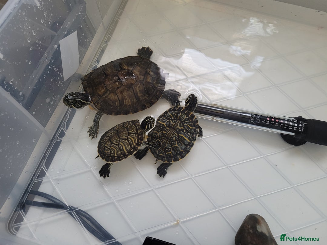 Turtle reptiles for sale: TURTLES FOR SALE - Image 14