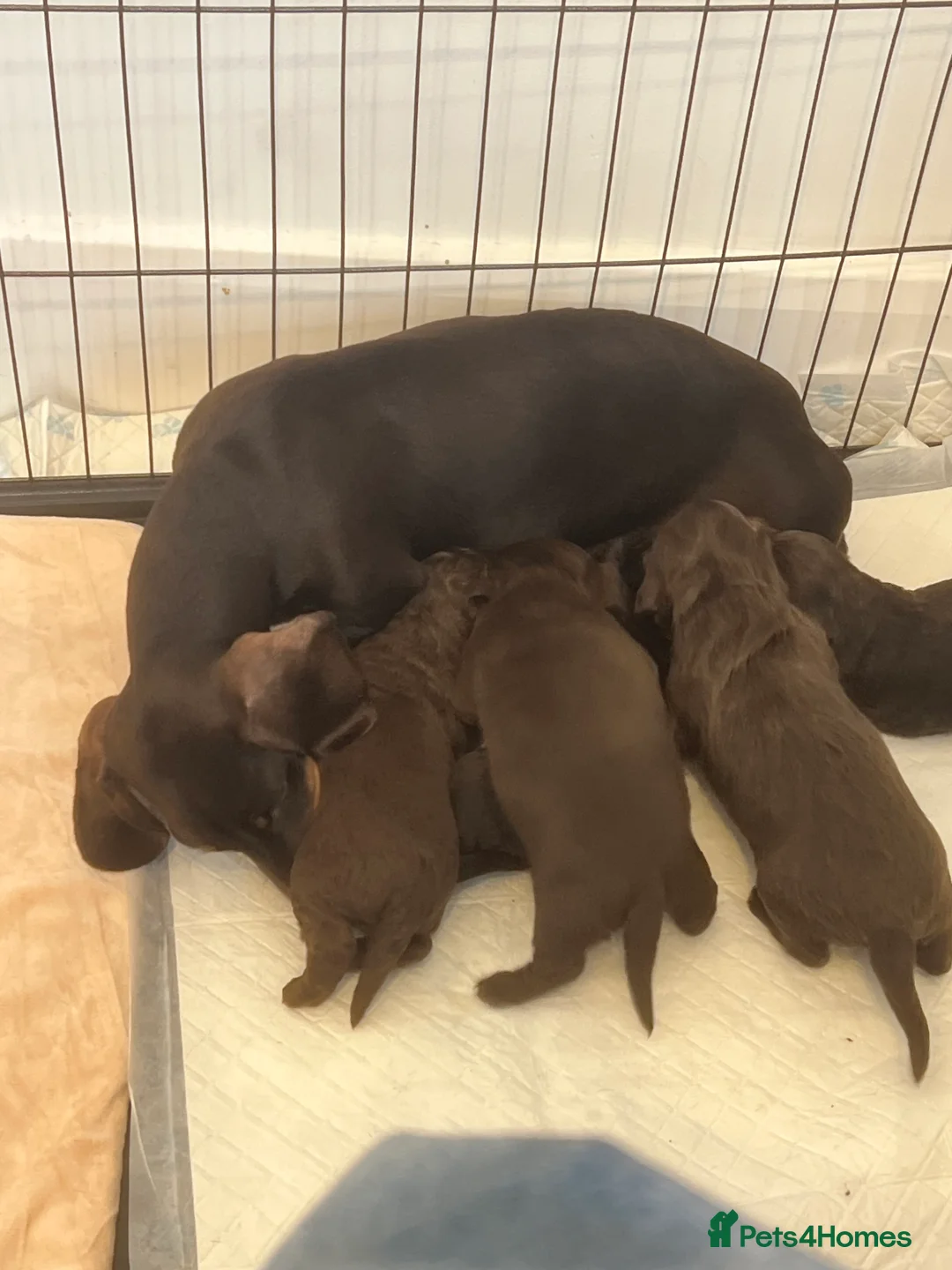 Miniature Dachshund dogs for sale: KC registered chocolate babies  - Advert 2