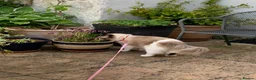 Ragdoll cats for sale: Pedigree bicolour ragdoll - Advert 3