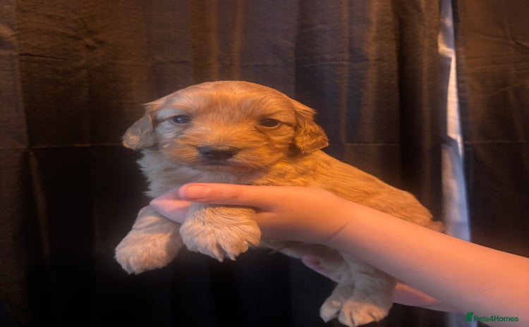 Cockapoo dogs - Advert 1