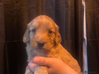 Cockapoo dogs for sale - Advert 1