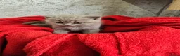 British Shorthair cats for sale: Beautiful shorthair kittens  in Maidstone - Advert 4