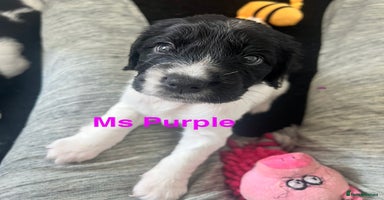 Sprocker dogs - Advert 16