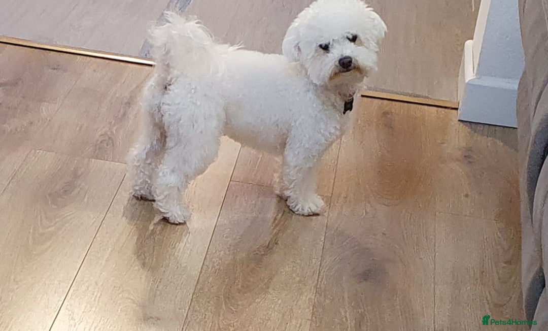 Bichon Frise dogs for sale: Sweet Bichon Frise puppies- Champion Bloodline  - Advert 24