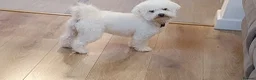 Bichon Frise dogs for sale: Sweet Bichon Frise puppies- Champion Bloodline  - Advert 31
