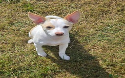 Mixed Breed dogs for sale: Chihuahua cross pom( white) girl to rehome £400   - Image 2
